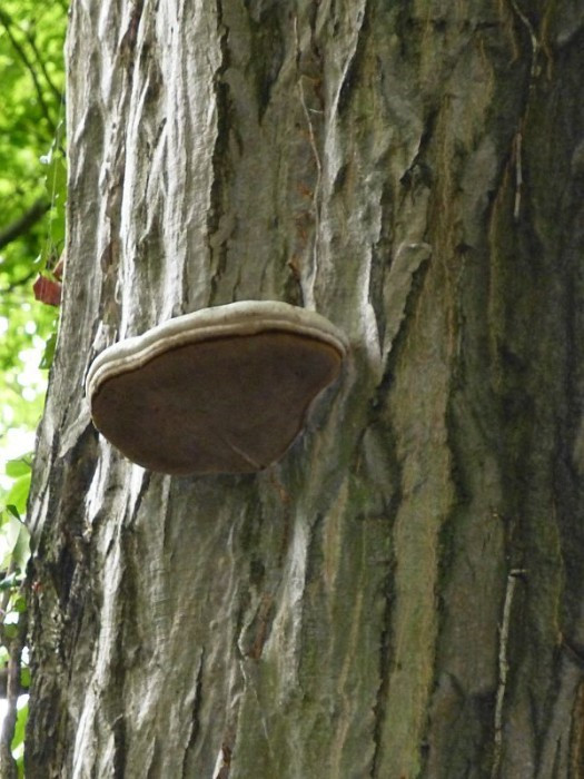 Alcsútdoboz, Arboretum, Baumpilz