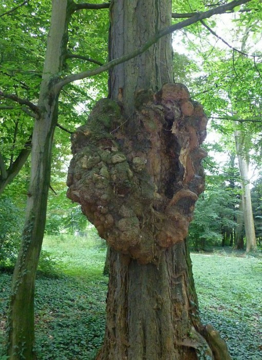 Alcsútdoboz, Arboretum, Wucherung