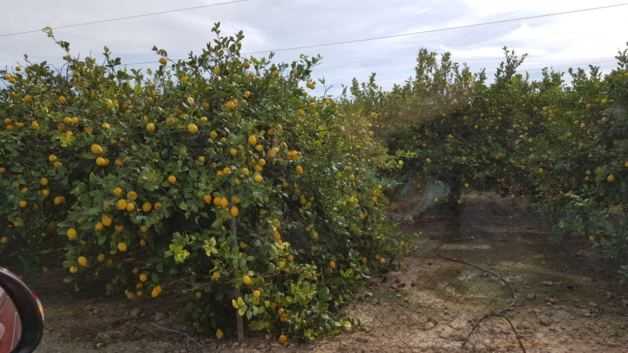 Zitronenplantage1