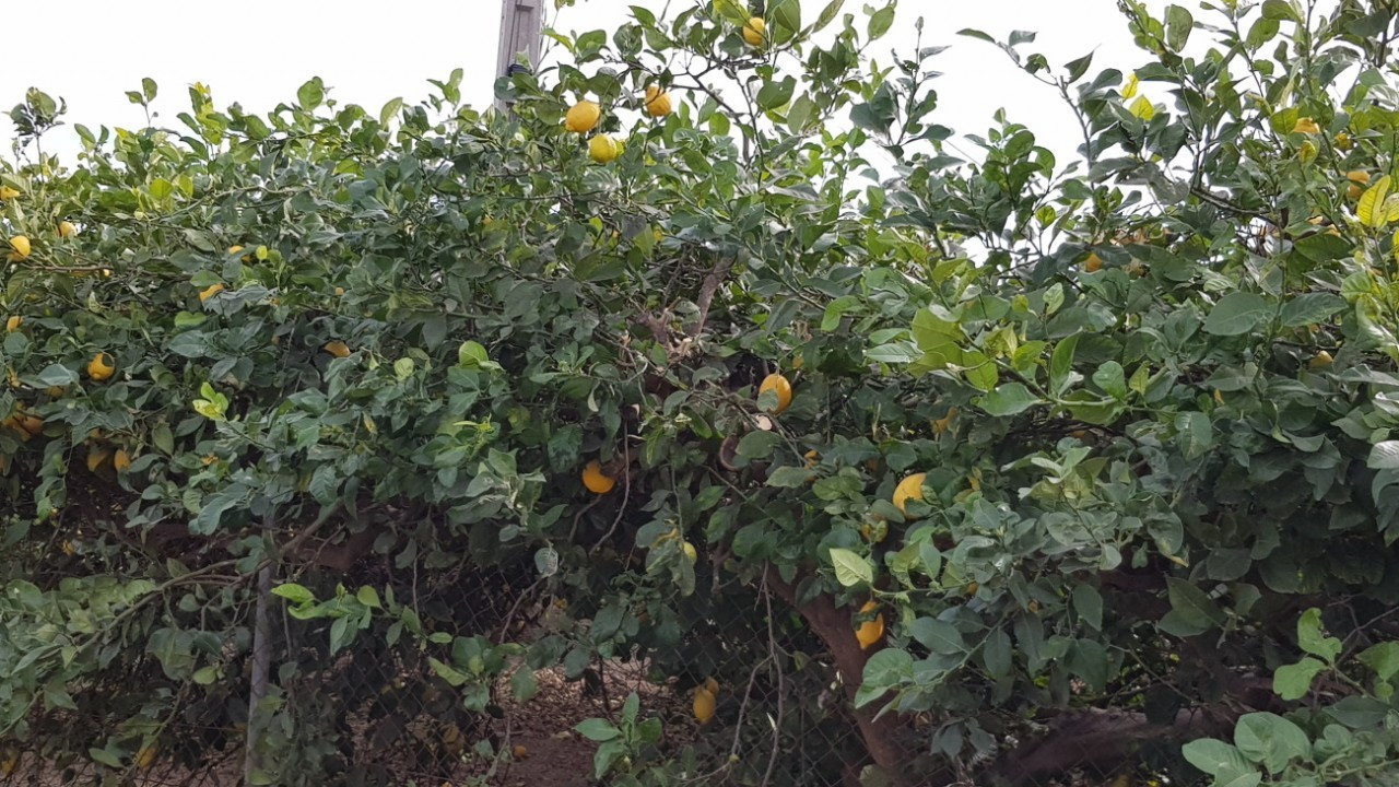 Zitronenplantage2