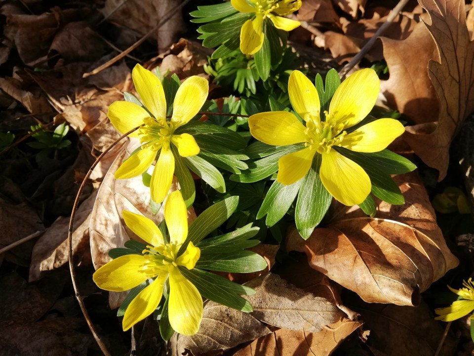 Winterlinge