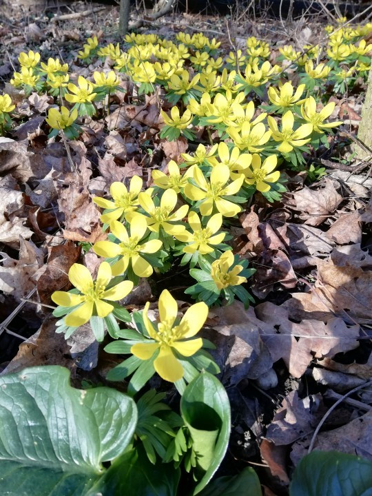 Winterlinge