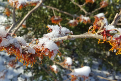 Hamamelis 12.Feb 21 (2)