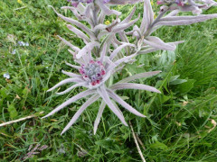 Campo Imperatore (12)
