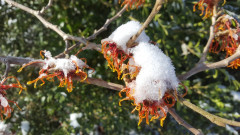 Hamamelis 12.Feb 21 (3)