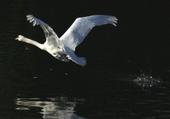 Schwan