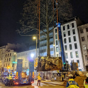 Platane Versetzen