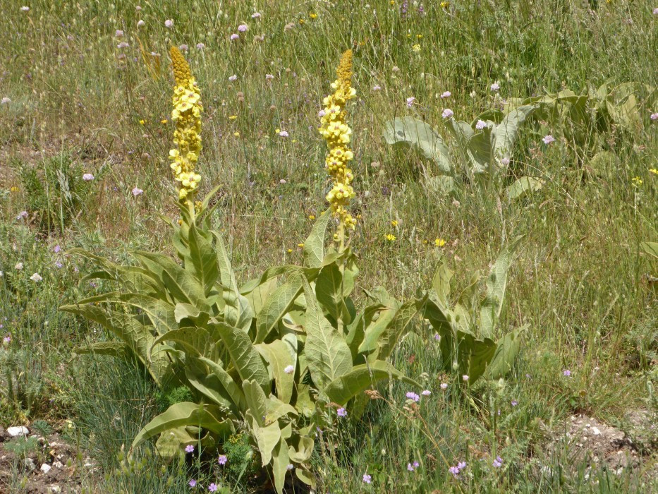 Campo Imperatore (35)