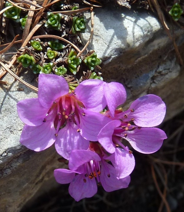 1. Steinbrech-Saxifraga 11.5.12 Sulden