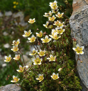 6. Steinbrech, Saxifraga 13.7.10 Martelltal