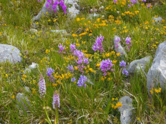 Campo Imperatore (50)