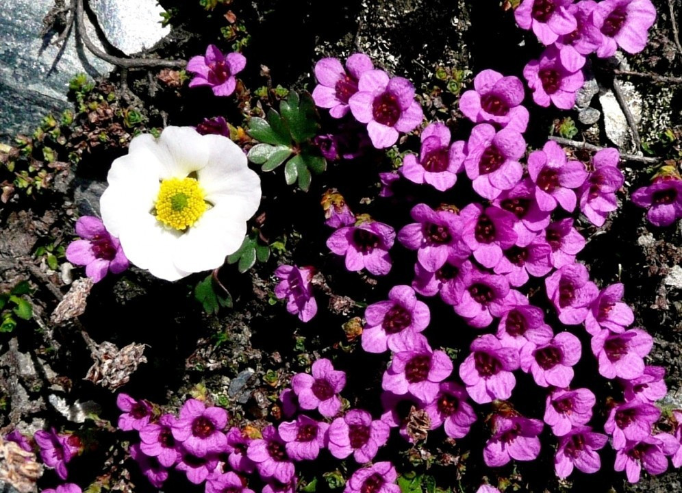 Gegenblatt-Steinbrech, Saxifraga oppositifolia 16.7.09 Madritsch Joch + Gletscher-Hahnenfuß