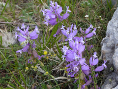 Campo Imperatore (52)