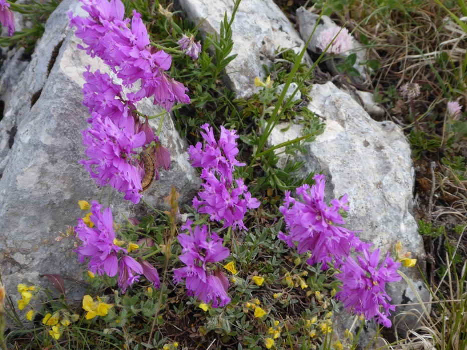 Campo Imperatore (51)