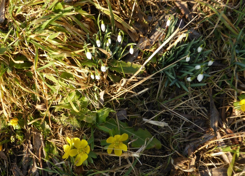 Schneeglöckchen und Winterlinge (1)