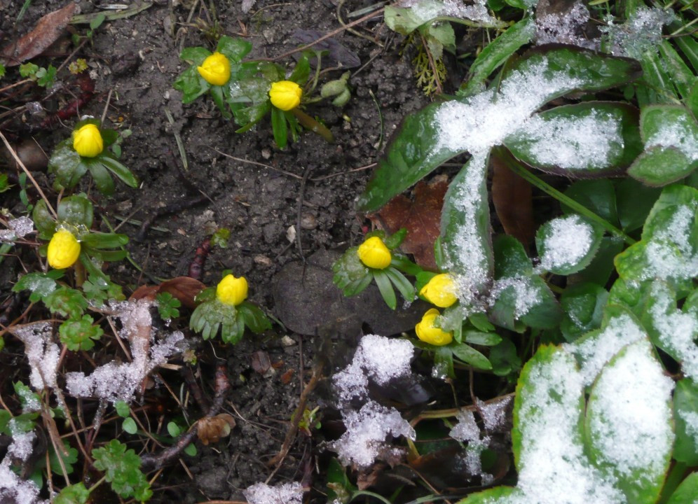 Winterlinge unter Raureif (2)