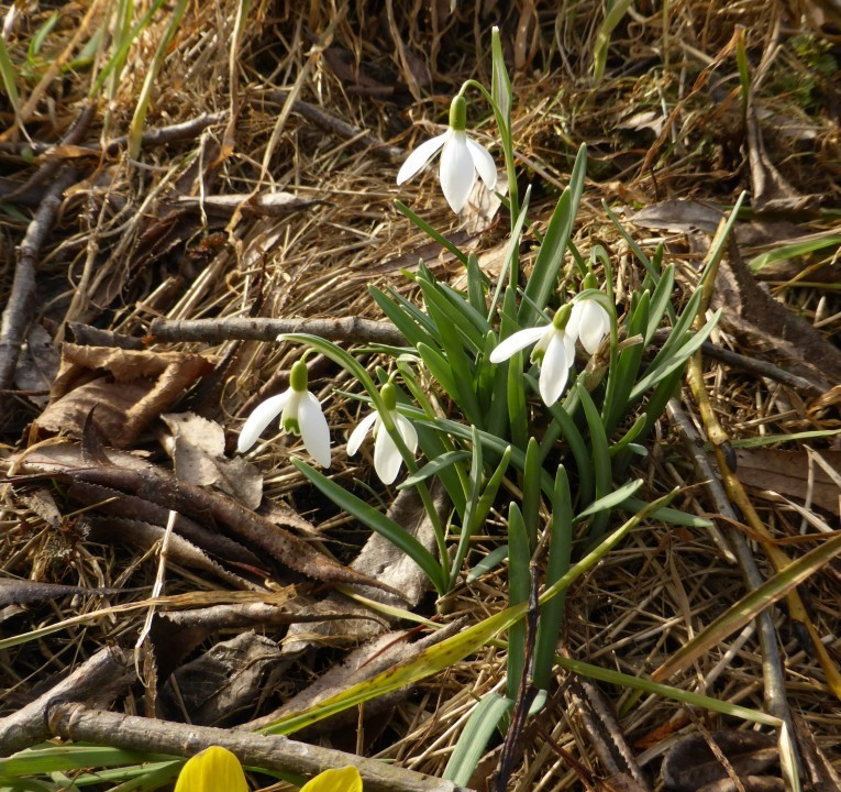 Schneeglöckchen