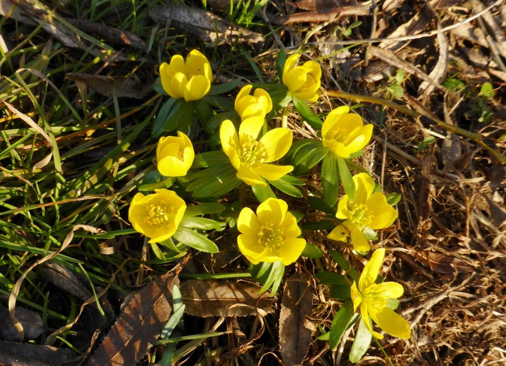 Winterlinge 21.2.21