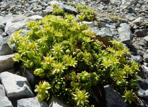 .Blattlos-Steinbrech, Saxifraga aphylla 16.7.13 Stilfser Joch, Tibethütte