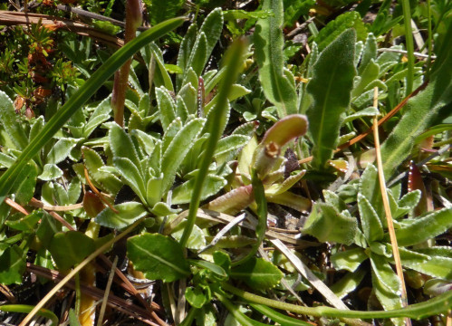 .Host-Steinbrech, Saxifraga hostii 5.7.15 Langenstein - Blätter!