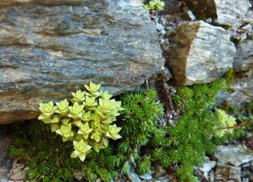 .Moos-Steinbrech, Saxifraga bryoides 12.7.11 Stilfser J-Rötlspitze (1) - Knospe!!!!