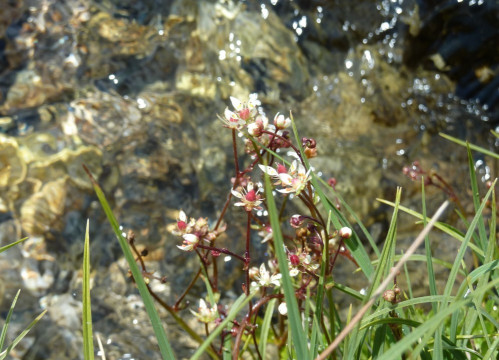 .Stern-Steinbrech, Saxifraga stellaris 17.7.13 HaiderAlm