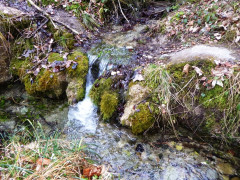 Vagen Goldbach  (10)