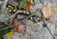 Vagen Goldbach  (16a)