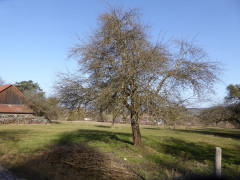 Vagen Goldbach  (29)