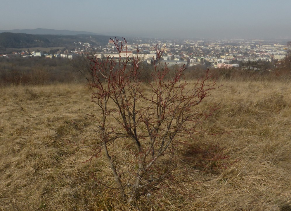 P1230742