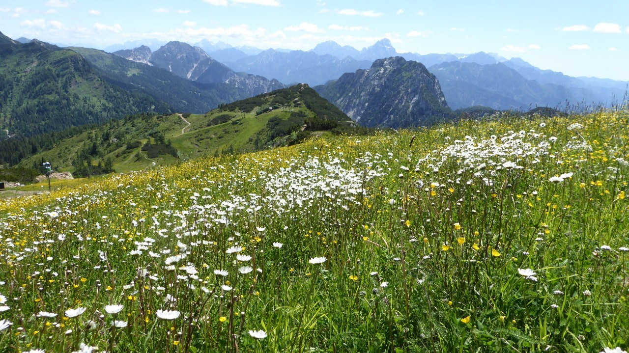 Blumenwiese am Nassfeld in Kärnten