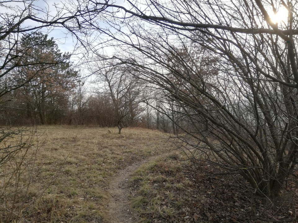 Eichkogel Frühlingserwachen