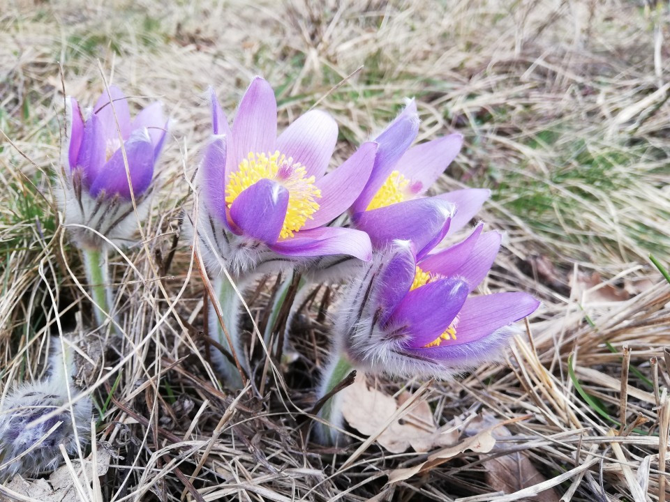 Eichkogel Frühlingserwachen