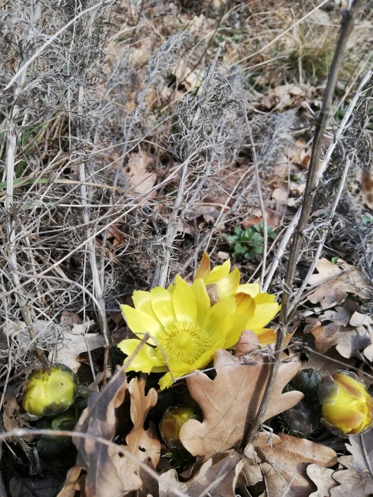 Eichkogel Frühlingserwachen