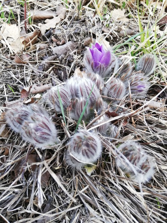 Eichkogel Frühlingserwachen