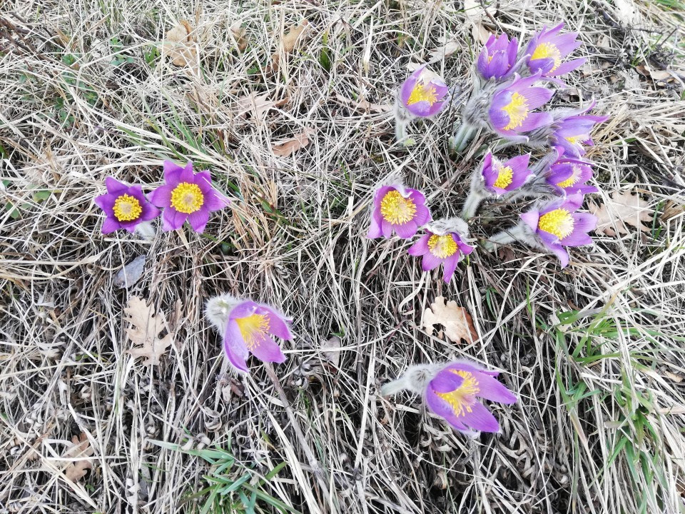Eichkogel Frühlingserwachen