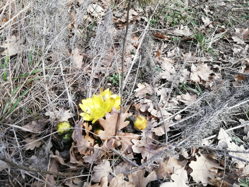Eichkogel Frühlingserwachen