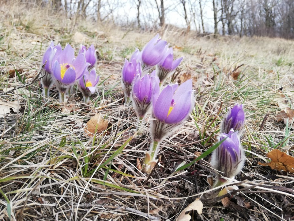Eichkogel Frühlingserwachen