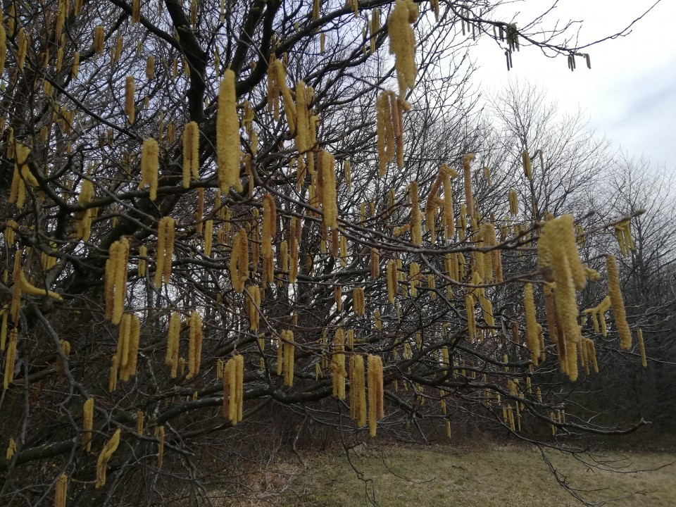 Eichkogel Frühlingserwachen