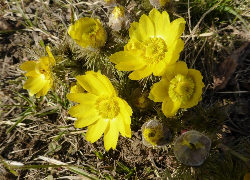 Eichkogel 03-21