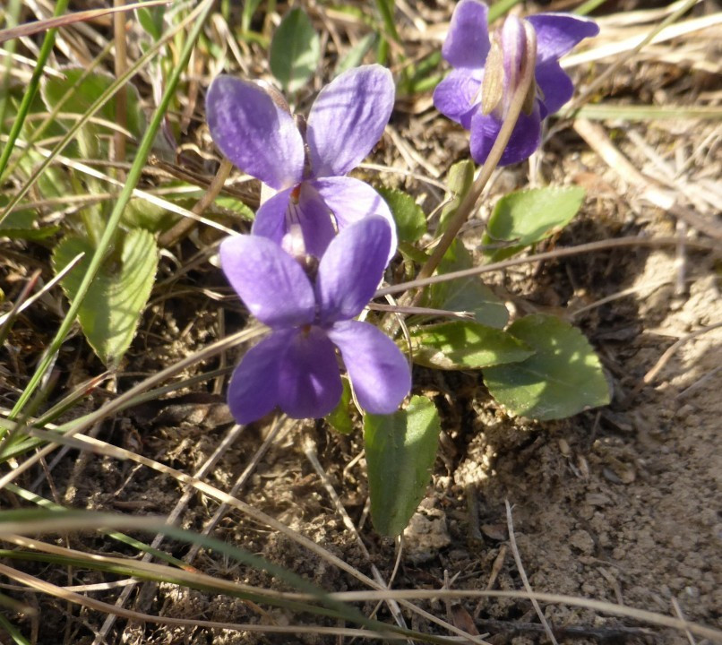 Eichkogel 03-21