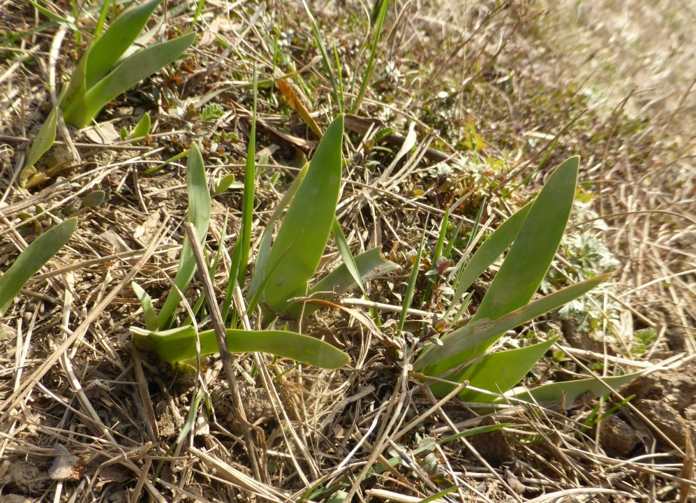 Eichkogel 03-21