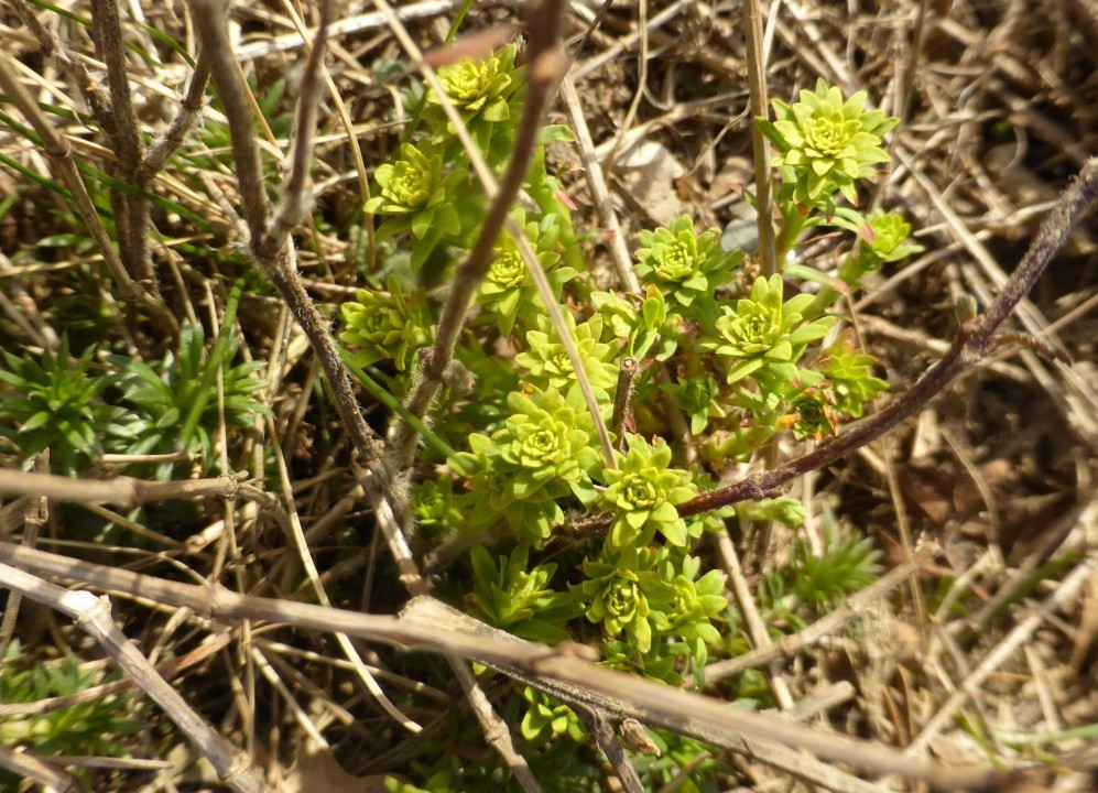 Eichkogel 03-21