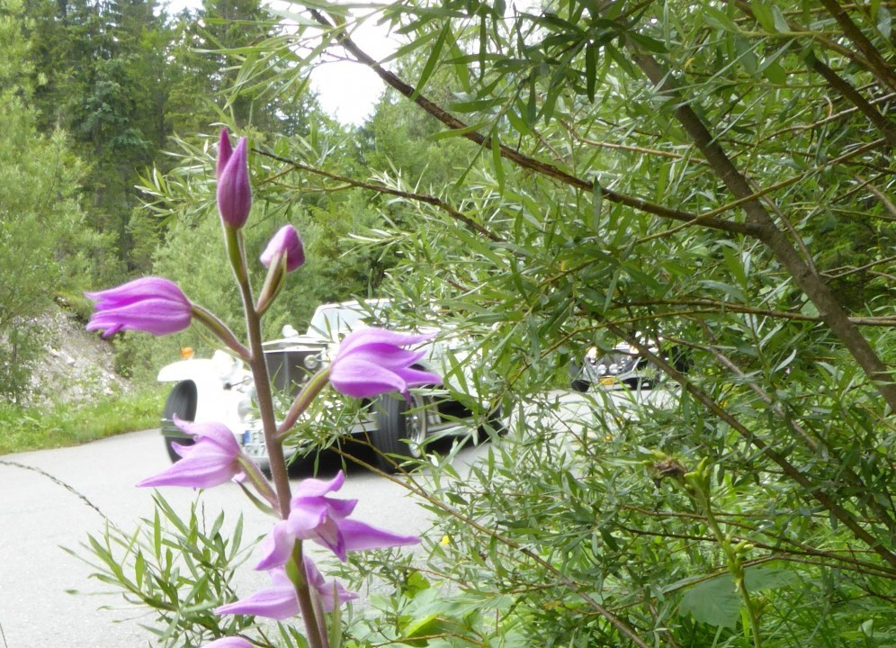 Waldvögelein mit Oldtimer