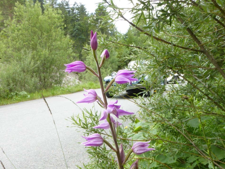 Waldvögelein mit Oldtimer