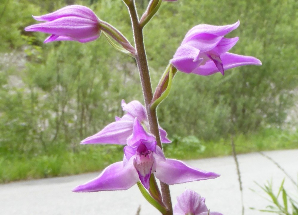 Waldvögelein mit Oldtimer