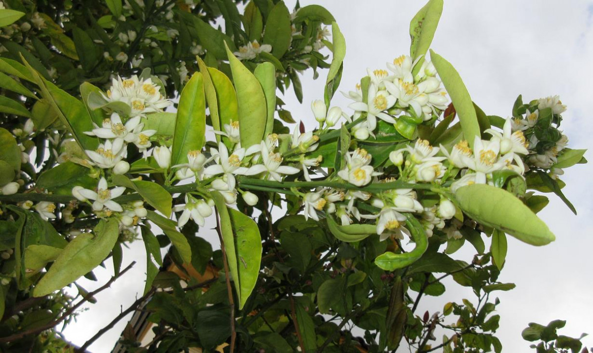 Frühling 21_04