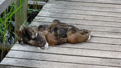 Müritz, Rad und Schiff