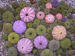 Seeigel