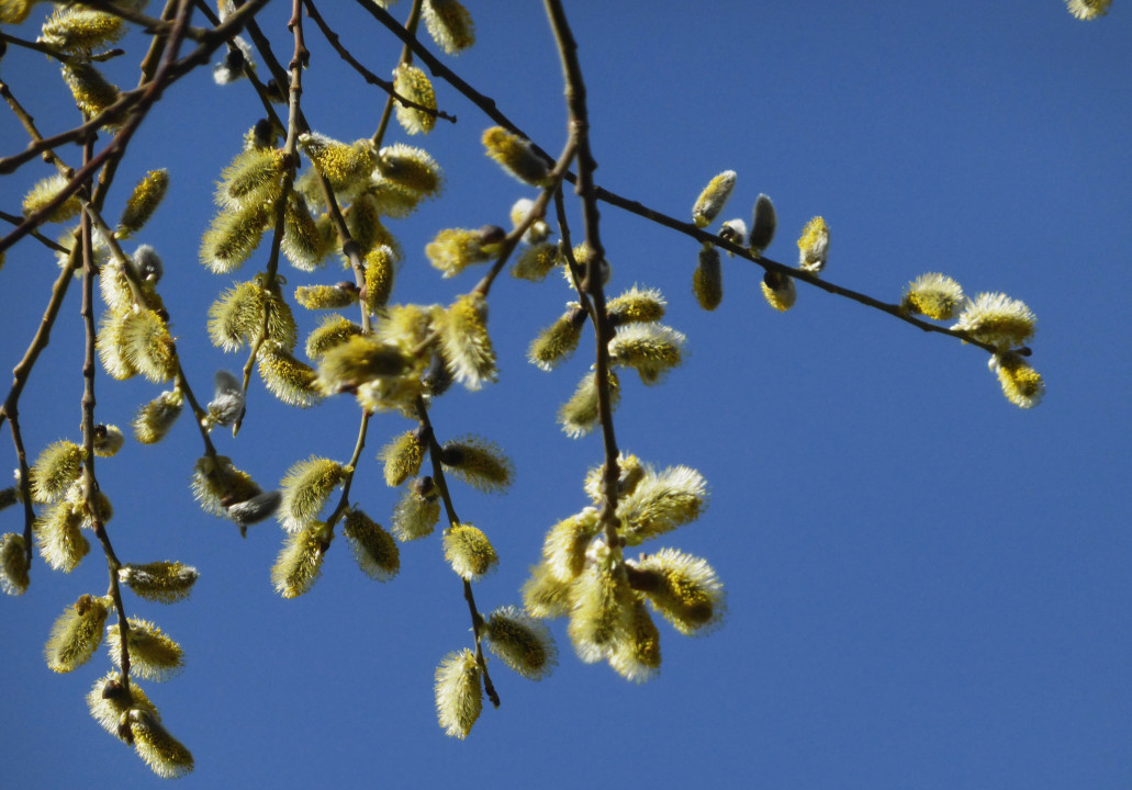 Palmsonntag
